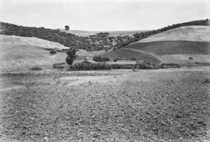 Tabakanbau : Blick über eine brache Fläche auf eine Tabakanpflanzung und die dahinter liegenden Getreidefelder und Weiden