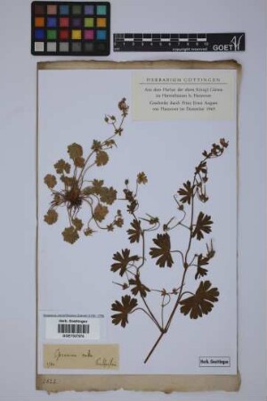 Geranium pyrenaicum Burm.f.