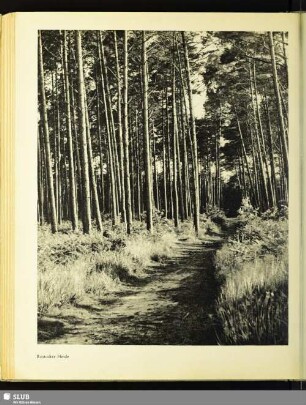 Rostocker Heide