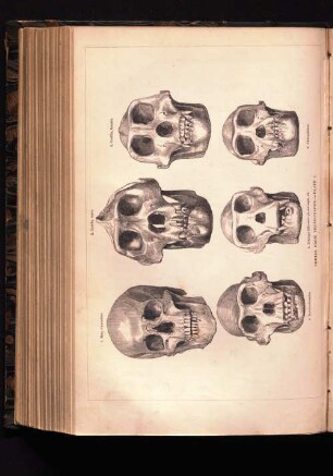 Skulls from Photographs -Plate 1.