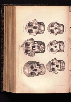 Skulls from Photographs -Plate 1.