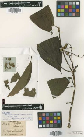 Melastoma arboreum Schltdl. [lectotype]