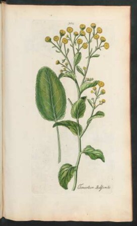 380. Tanacetum balsamita