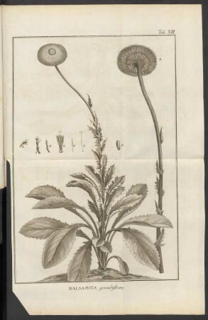 Tab. XIII. Balsamita grandiflora