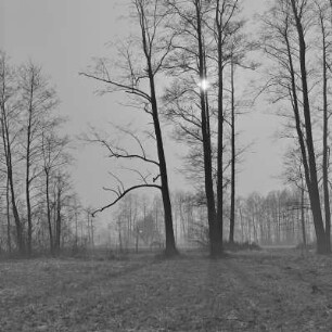 Landschaftsbild. Wälder und Wiesen um Burg-Kauper. : Wobraz krajiny. Lěsy a łuki wokoło Kupaŕskich Bórkowow.