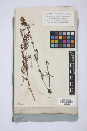 Galium boreale L.