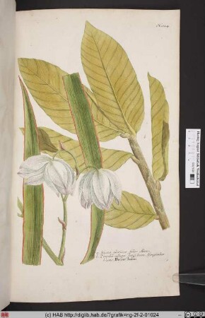 Yucca. Zinzinber [Yucca. Weißer Imber].
