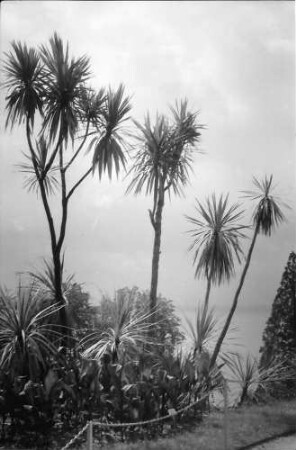 Mainau, Insel Mainau: Parkweg unter Palmen