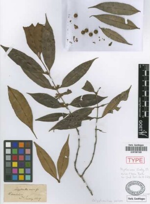 Calyptranthes sericea Griseb.