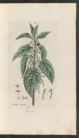 69. Vrtica dioica