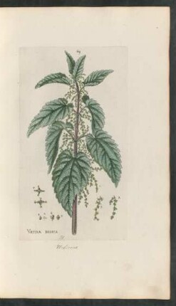 69. Vrtica dioica