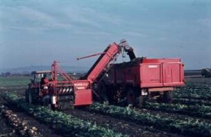 Fotografie: Erntetechnik, Zuckerrübe, Be- und Entladen, Parallelverfahren, Schwadlader, Muldenkipper