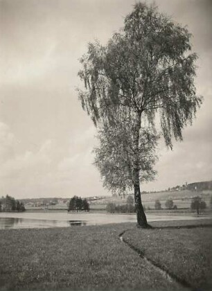 Bad Brambach-Schönberg, am Kapellenberg. Blick über den Großen Teich gegen den Ort, im Vordergrund Birke (Betula verrucosa Ehrh.)