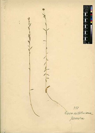 Linaceae Linum usitatissimum Linné, Carl von (1707 - 1778) [Jerusalem, Yerushalayim, El Quds, Al-Quds, Al Quds, El Quds Esh Sherif, Al-Muqaddas, Jérusalem, Gerusalemme, Jerusalén, Aelia Capitolina, Colonia Aelia Capitolina, Hierosolyma, Urusalim, Jerusalem]