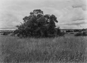 Savanne : Büsche und Gräser in der Savanne Tansanias
