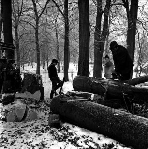 Kurpark: Baumfällaktion: Arbeiter beim Zersägen eines gefällten Baumes: hinten links Trecker: davor Stammstücke: Schnee: Winter