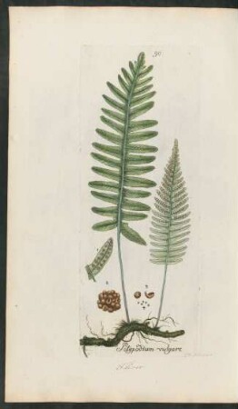90. Polypodium vulgare