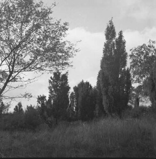 Lüneburger Heide : Heidelandschaft mit Wacholder, Birken und Ginster