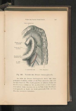 Fig. 321. Varietät des Recessus duodenjejunalis.