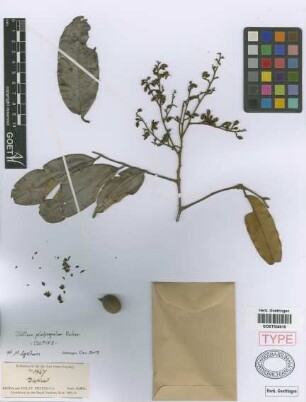 Dialium platysepalum Baker[isotype]