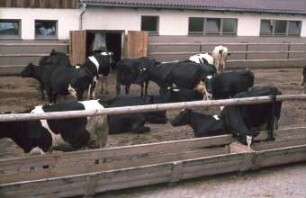 Fotografie: Stallsystem, Funktionsbereich, Laufhof, Fütterung, Futtervorlage