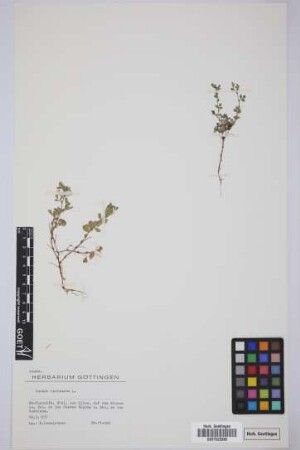 Ononis reclinata L.