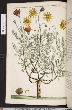 ASTEROPLATICARPOS AFRIC: FRUTESCENS FOLIIS CRITHMI MARINI.