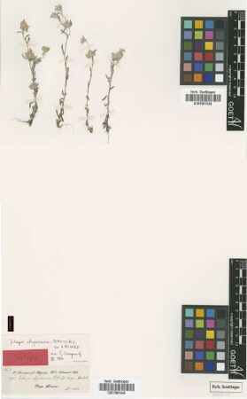 Filago abyssinica Sch.Bip. ex A.Rich. [isotype]
