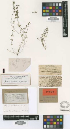 Polygala spahulata Griseb.