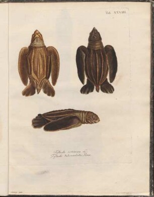 Tab. XXVIIII: Testudo coriacea L., Testudo tuberculata Penn.