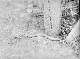 Blindschleiche : Blindschleiche (Angius fragilis Linnaeus).