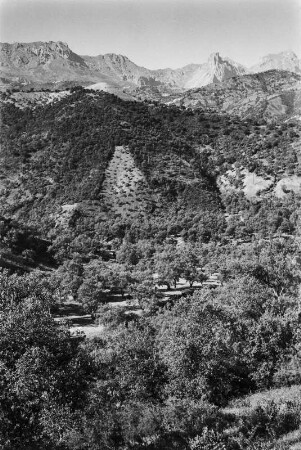 Das Kabylische Massif : Blick auf die Vegetation an den Hängen des Kabylischen Massifes.