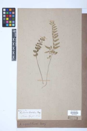Asplenium bipartitum Bory ex Willd.