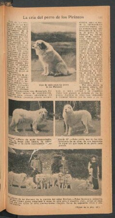La cría del perro de los Pirineos