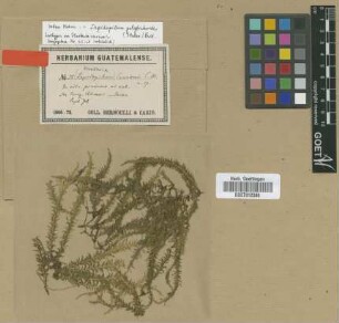 Hookeria carionis Müll.Hal. [isotype]