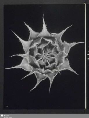 Helianthus annuus, Knospe der Sonnenblume, von oben