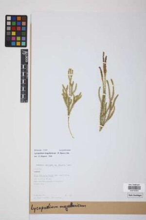 Austrolycopodium magellanicum (Beauv.) Holub