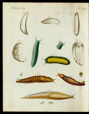 Merkwürdige Mollusken.