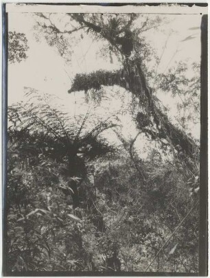 Nebelwald von Challana