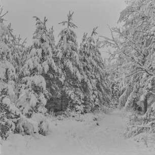 Rep. Forst Sohland : Forst bei Sohland. Winteraufnahme