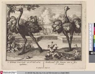 2. Afrikaanse Struys-Vogels zyn ook heel veel in Oost-Indien