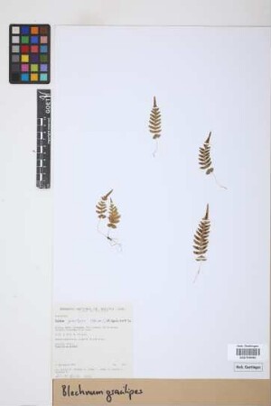Blechnum gracilipes (Rosenst.) M. Kessler & A.R. Sm.