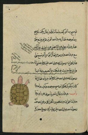 Illustration: Schildkröte