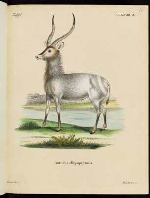 Suppl. CCLXXVIII. A. Antilope ellipsiprymna.