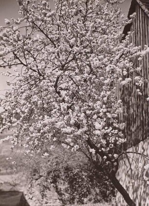 Radebeul, blühender Baum an einem Weinberg