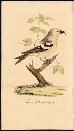 Loxia falcirostra Latham. (Sichelschnäblicher Kernbeißer) : Loxia falcirostra Latham. (Sichelschnäblicher Kernbeißer). Steindruck. Frontispiz. aus: Neumann, Johann Gotthelf: Allgemeine Übersicht der Lausitz'schen Haus- Land- und Wasservögel. Görlitz: Zobel, 1828. Dresden: SLUB Zool.1044.h