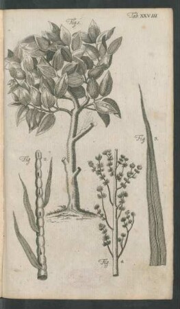 Tab. XXVIII. Fig. 1. - Fig. 4.