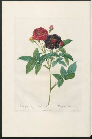 Rosa Gallica Purpurea Velutina, Parva. Rosier de Van-Eeden. Langlois sculp.