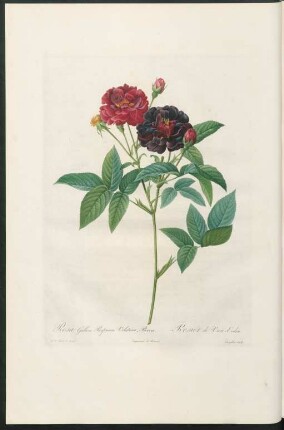 Rosa Gallica Purpurea Velutina, Parva. Rosier de Van-Eeden. Langlois sculp.