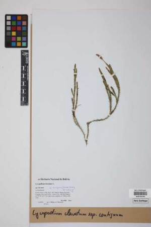 Lycopodium clavatum contiguum (Kl.) B. &Oslash;llg.